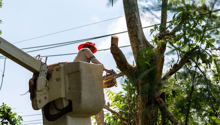 A tree care and maintenance expert using yellow drill saw in San Jose, California