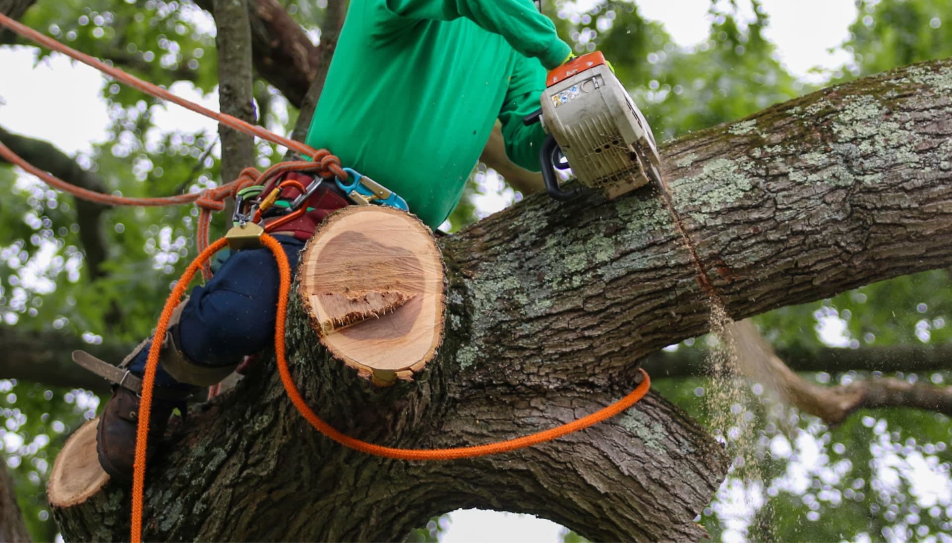 A local San Jose tree removal expert in tree to work on branch