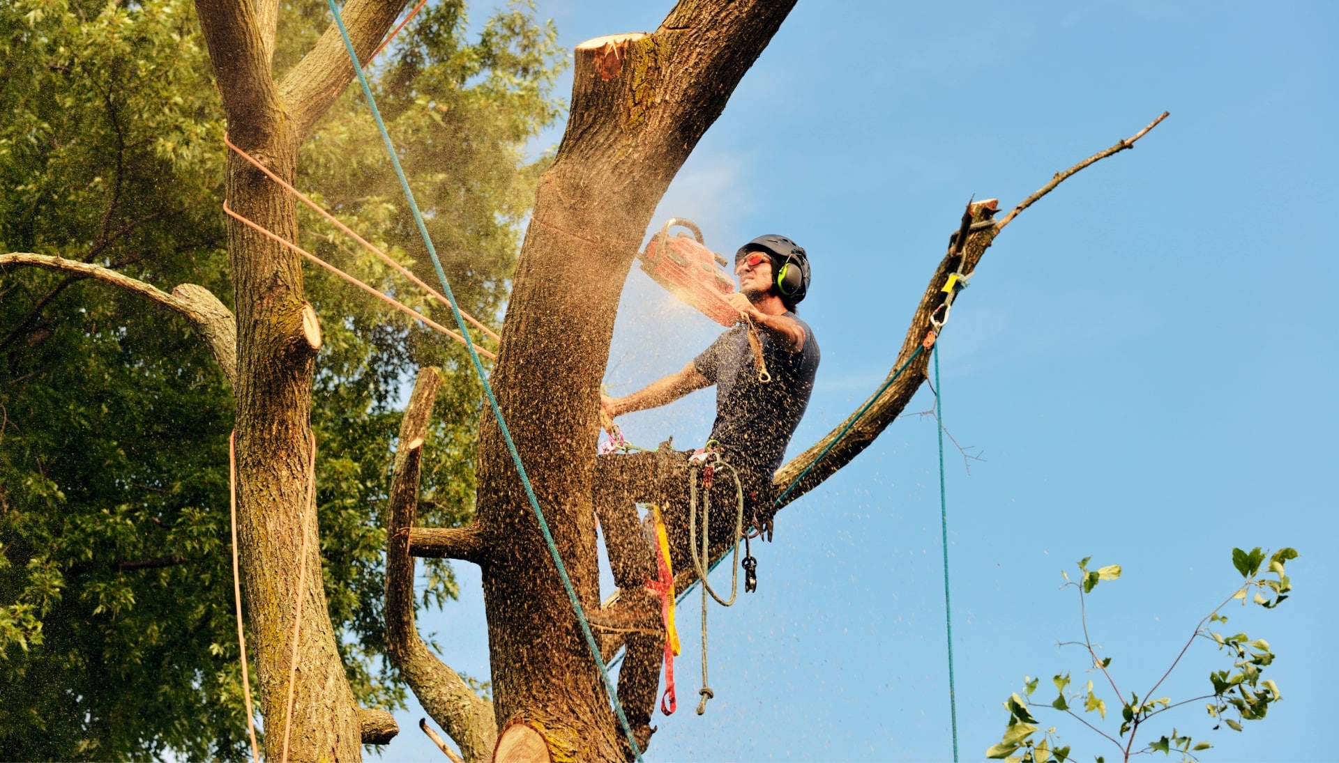 A tree removal consultant uses red saw for San Jose, California property