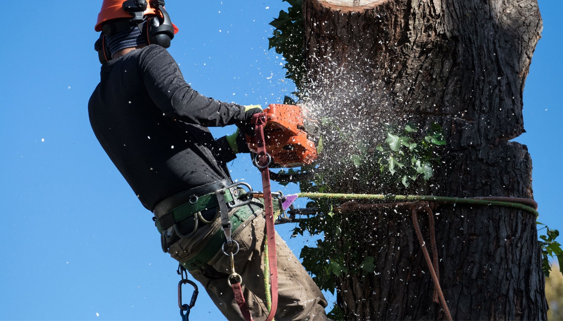 A tree removal solutions expert working on tree in Silicon, Valley